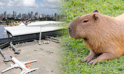 capivara interdita aeroporto do Recife