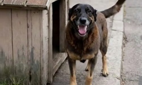 CASO CÃO ORELHA: POLÍCIA DESCOBRE QUE ADOLESCENTE MENTIU E PEDE SUA INTERNAÇÃO
